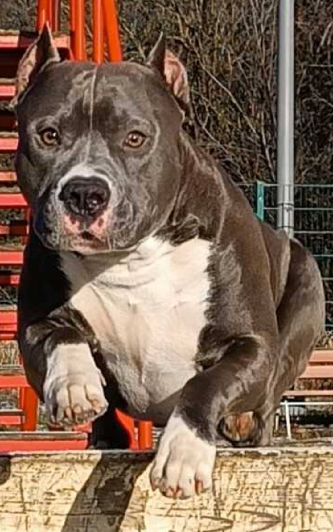 Вязка. Титулованный кобель тяжёлого типа в Москве фото 2 Услуги Москва