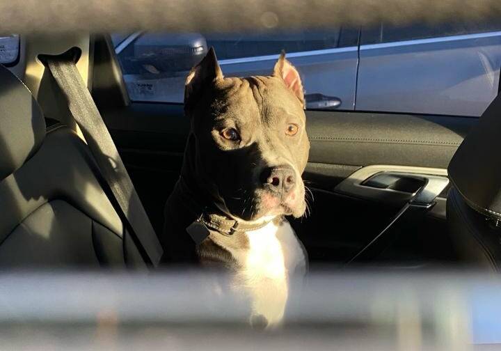 Вязка. Титулованный кобель тяжёлого типа в Москве фото 7 Услуги Москва