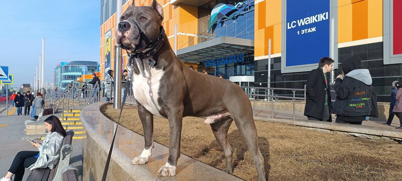 Вязка. Титулованный кобель тяжёлого типа в Москве фото 6 Услуги Москва