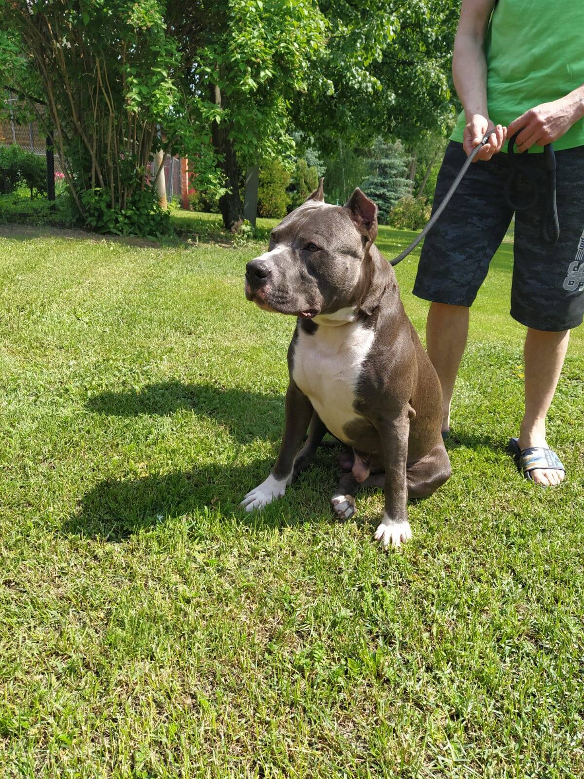 Вязка. Титулованный кобель тяжёлого типа в Москве фото 5 Услуги Москва