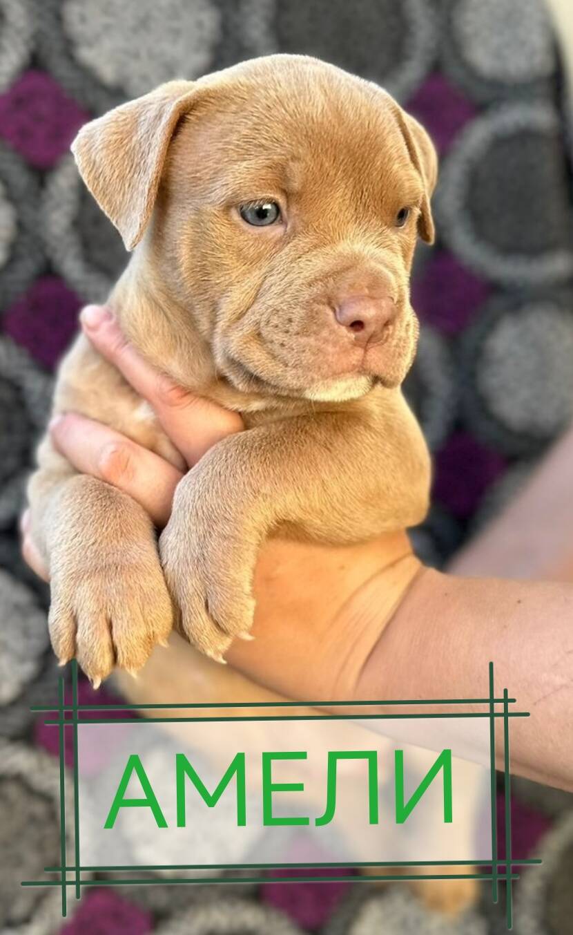Бомбические щенки Американского булли в Балашихе фото 4 Услуги Балашиха