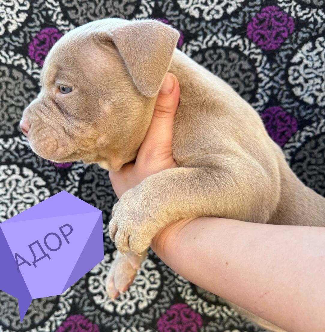 Бомбические щенки Американского булли в Балашихе фото 2 Услуги Балашиха