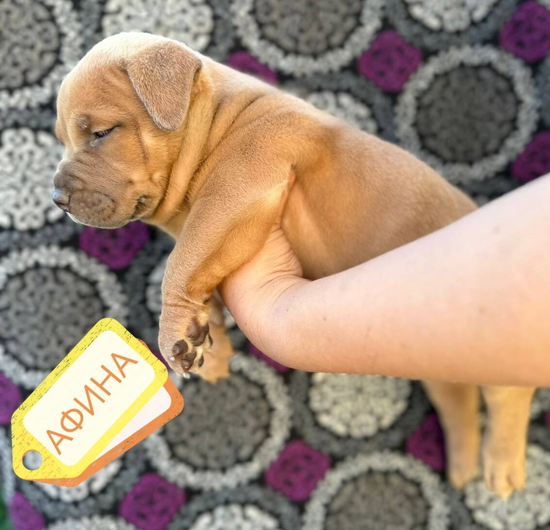 Бомбические щенки Американского булли