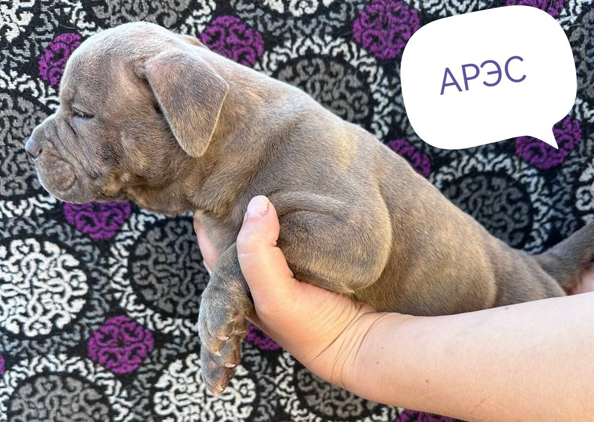 Бомбические щенки Американского булли в Балашихе фото 3 Услуги Балашиха