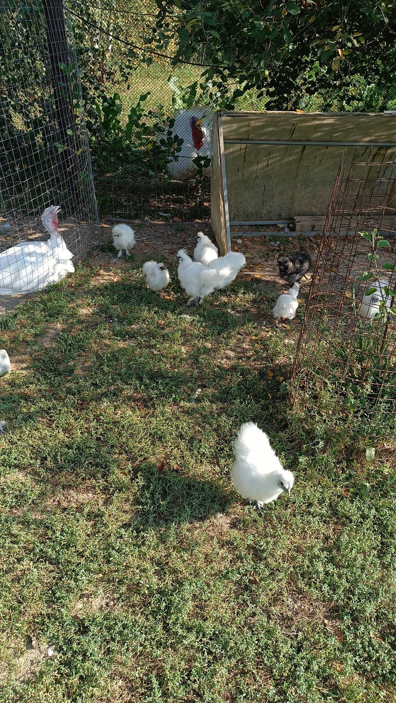 куры и петушки китайские шелковые  в Москве фото 2 Продукты питания Москва