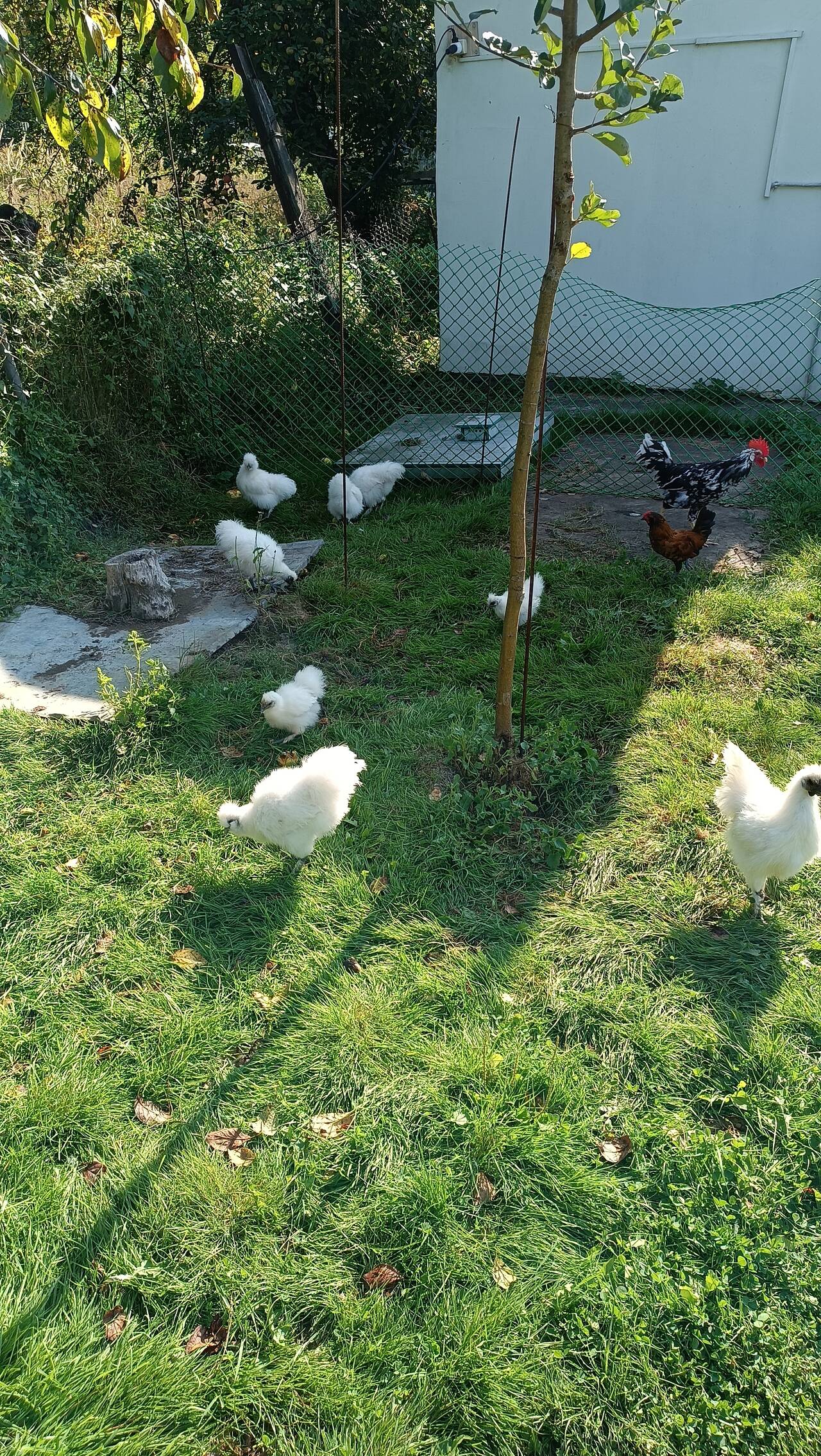 куры и петушки китайские шелковые  в Москве фото 1 Продукты питания Москва