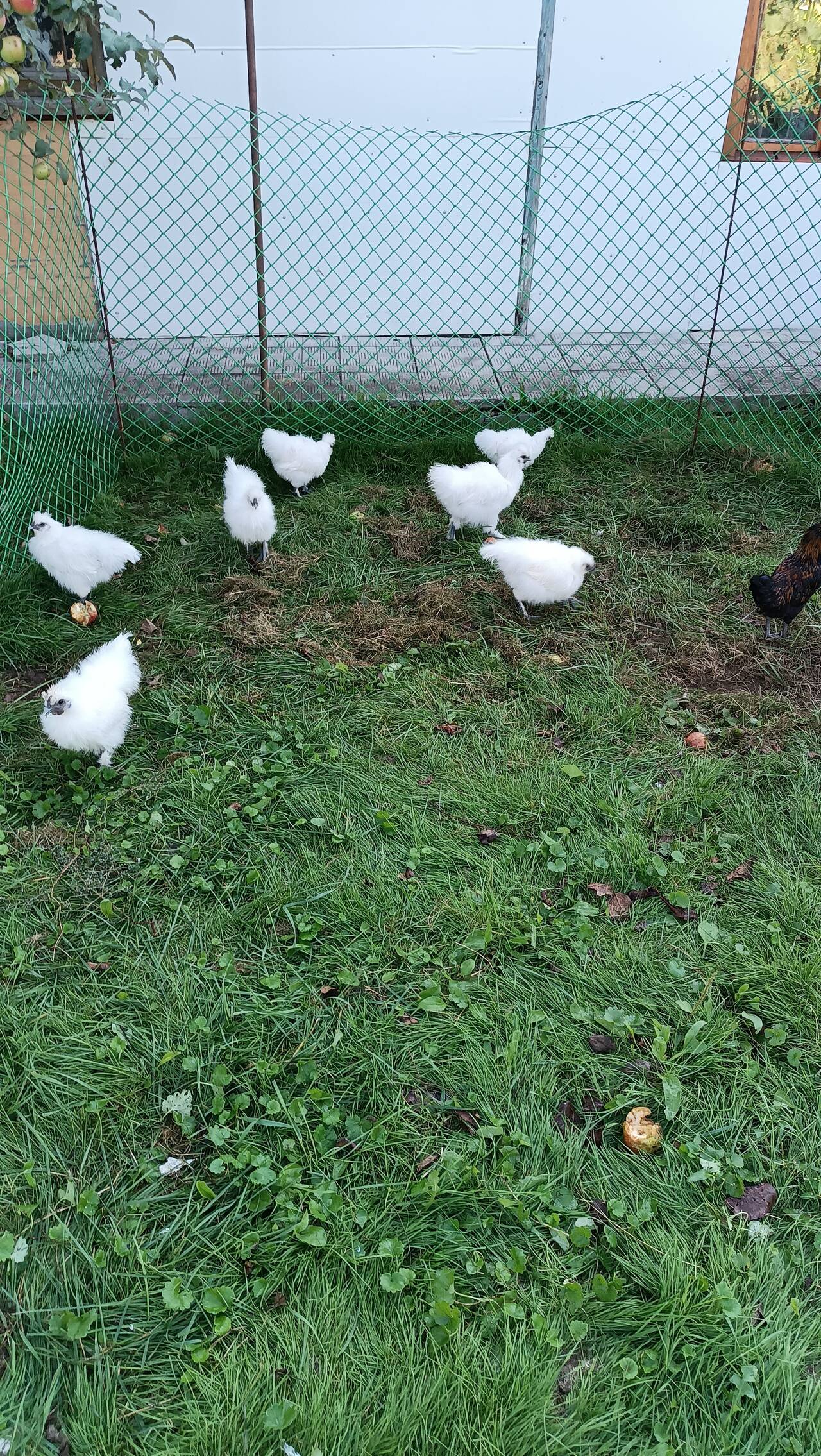 куры и петушки китайские шелковые  в Москве фото 5 Продукты питания Москва