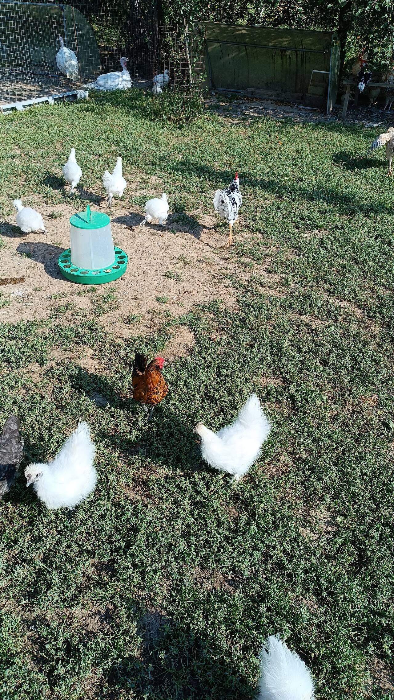 куры и петушки китайские шелковые  в Москве фото 7 Продукты питания Москва