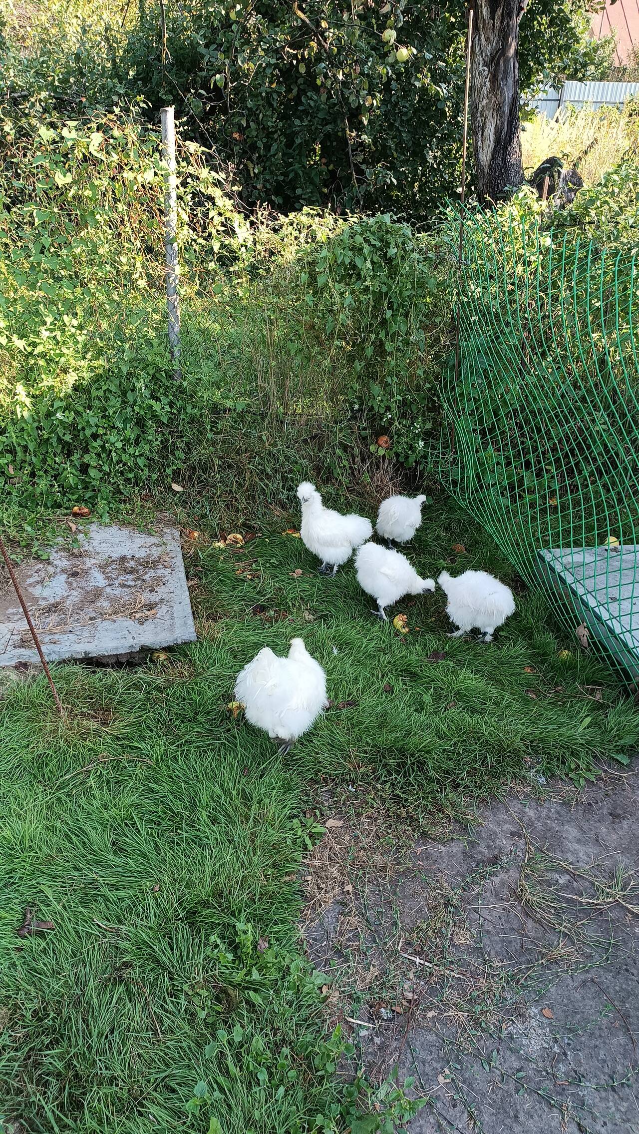 куры и петушки китайские шелковые  в Москве фото 4 Продукты питания Москва