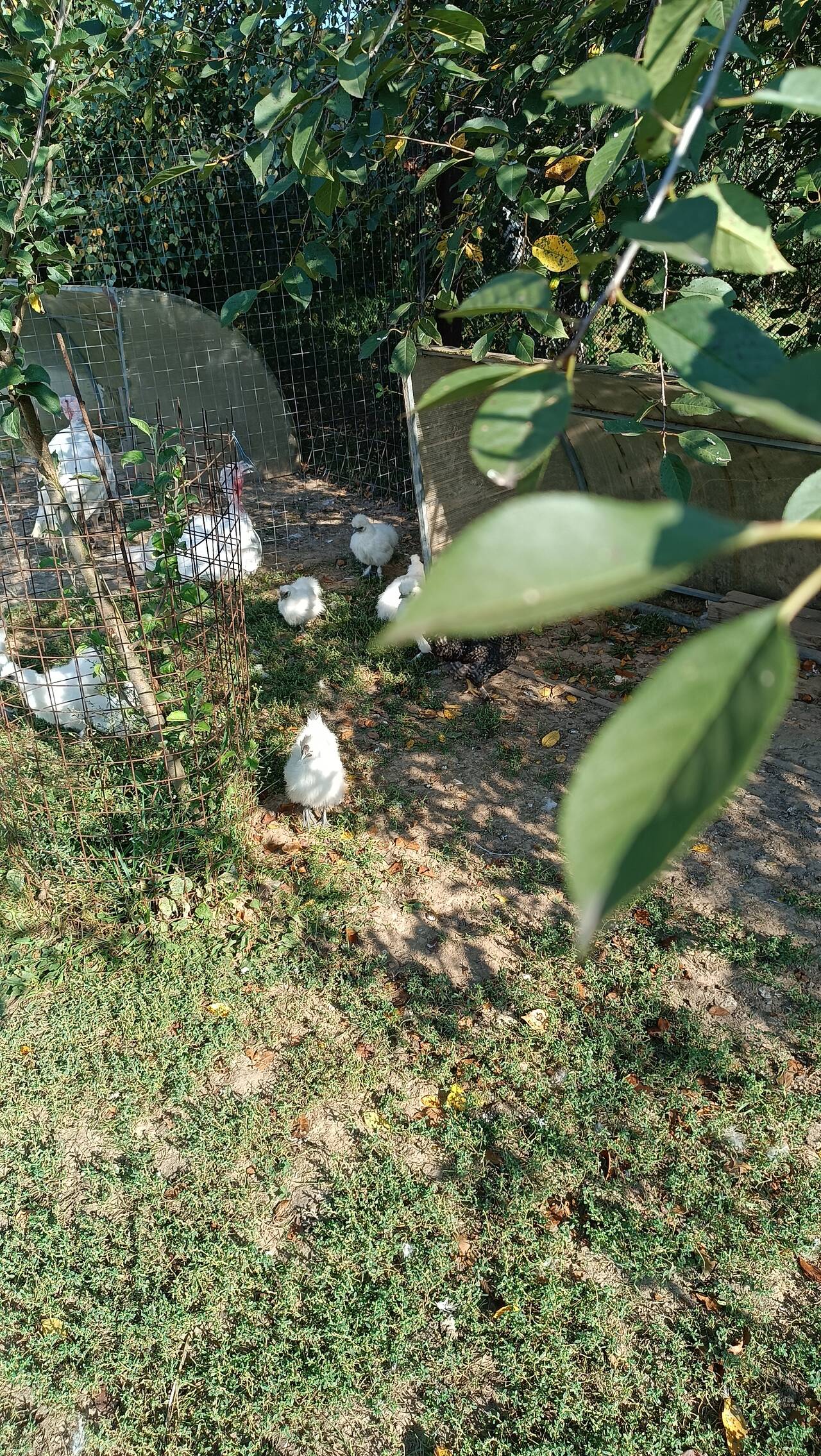 куры и петушки китайские шелковые  в Москве фото 3 Продукты питания Москва