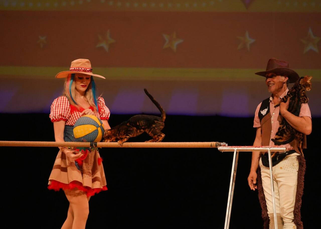 Шоу Дрессированных кошек в Москве фото 4 Услуги Москва