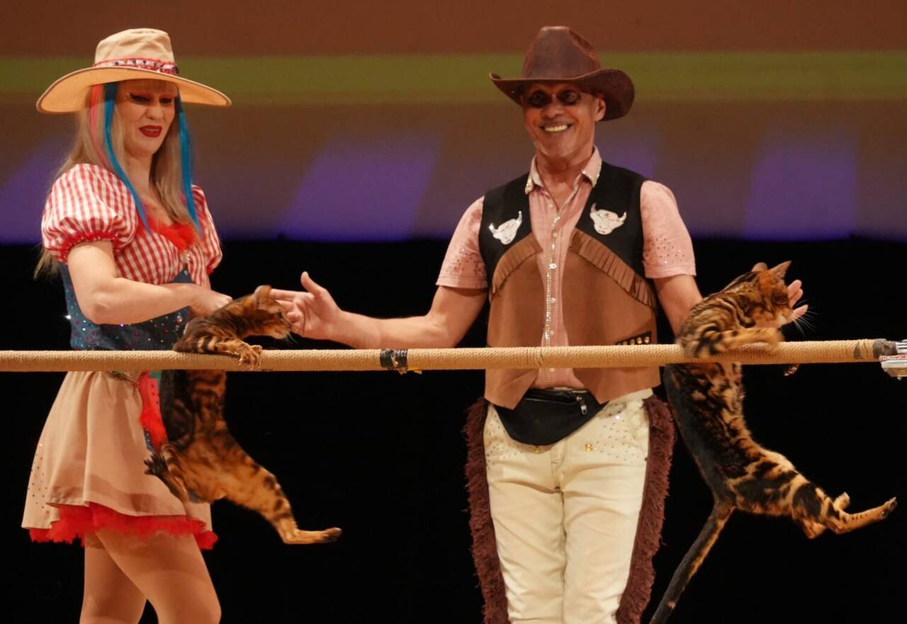 Шоу Дрессированных кошек