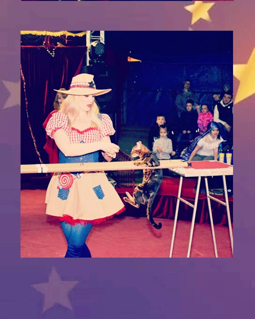 Шоу Дрессированных кошек в Москве фото 7 Услуги Москва