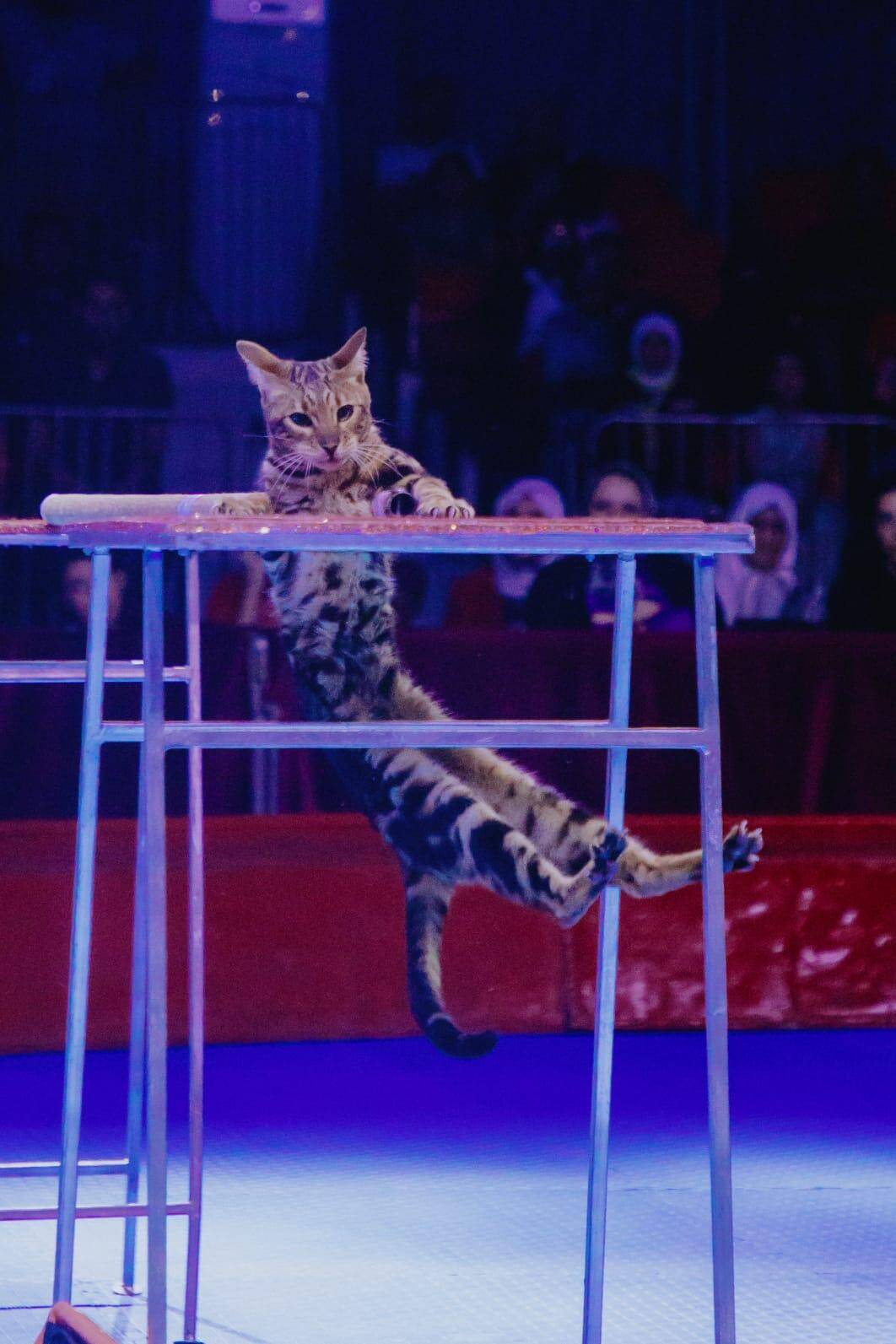 Шоу Дрессированных кошек в Москве фото 6 Услуги Москва