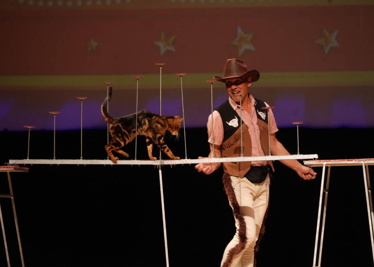 Шоу Дрессированных кошек в Москве фото 2 Услуги Москва