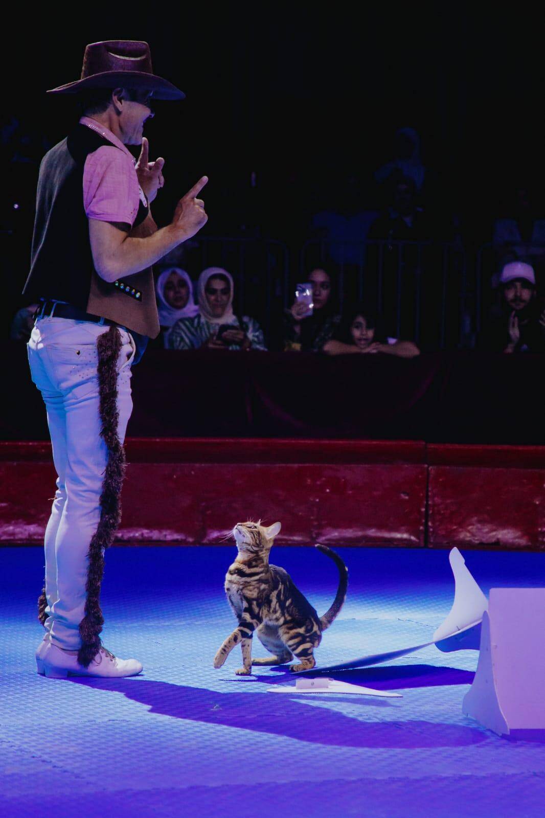 Шоу Дрессированных кошек в Москве фото 5 Услуги Москва