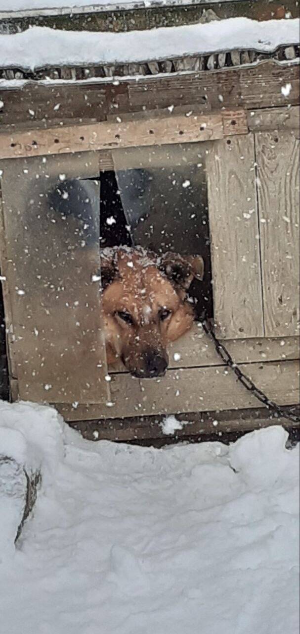 Штора ПВХ для вольера (будка) продаю. в Ростове-на-Дону фото 1 Услуги Ростов-на-Дону Штора ПВХ для вольера (будка) продаю. в Ростове-на-Дону фото 1 Услуги Ростов-на-Дону