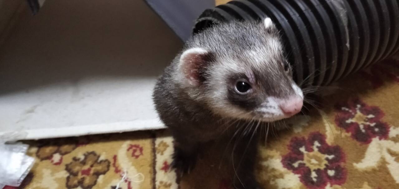 Передержка хорьков в Санкт-Петербурге фото 3 Услуги Санкт-Петербург Передержка хорьков в Санкт-Петербурге фото 3 Услуги Санкт-Петербург