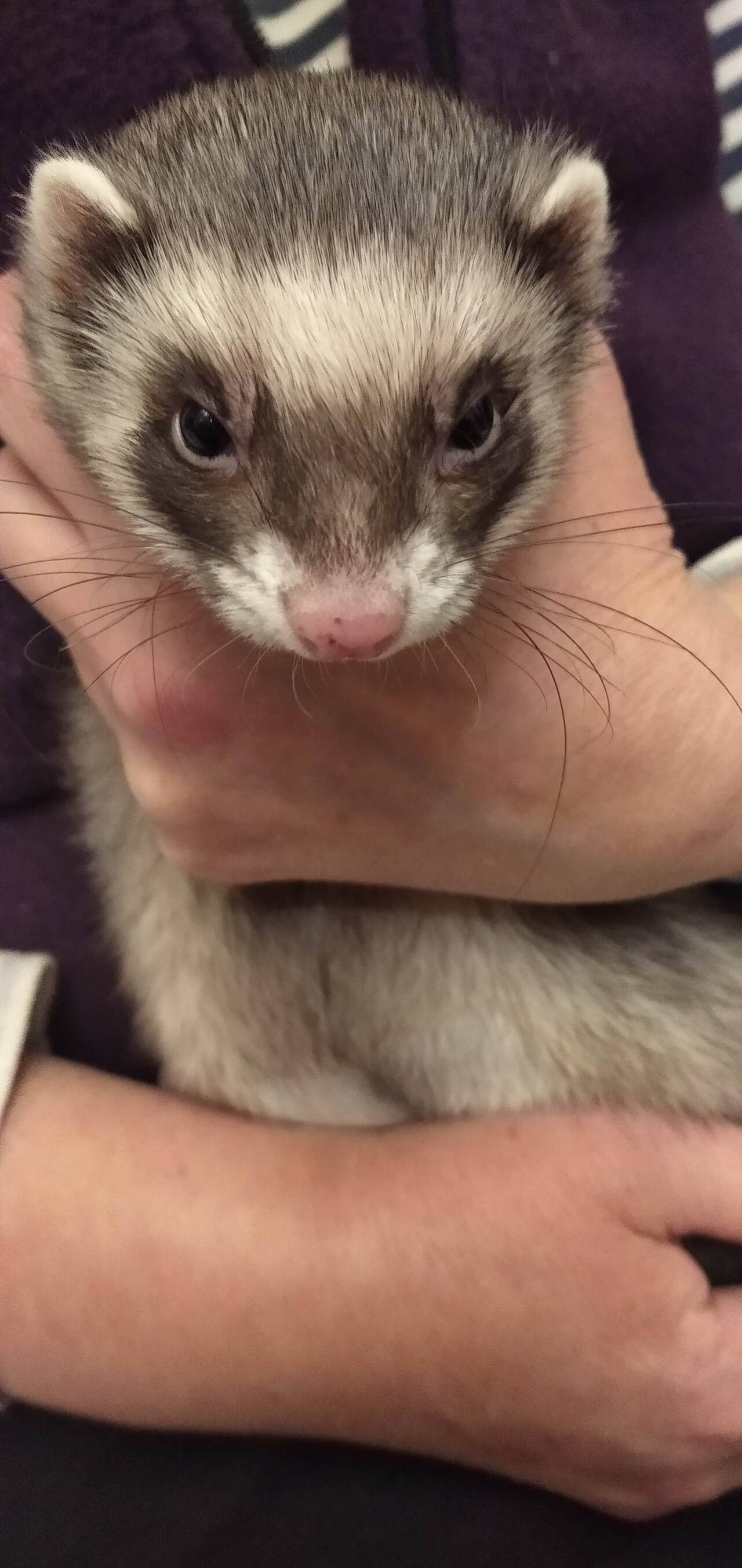 Передержка хорьков в Санкт-Петербурге фото 4 Услуги Санкт-Петербург Передержка хорьков в Санкт-Петербурге фото 4 Услуги Санкт-Петербург