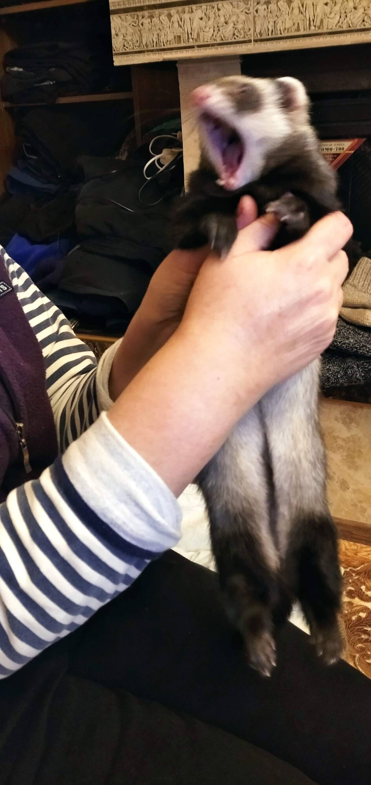 Передержка хорьков в Санкт-Петербурге фото 5 Услуги Санкт-Петербург Передержка хорьков в Санкт-Петербурге фото 5 Услуги Санкт-Петербург