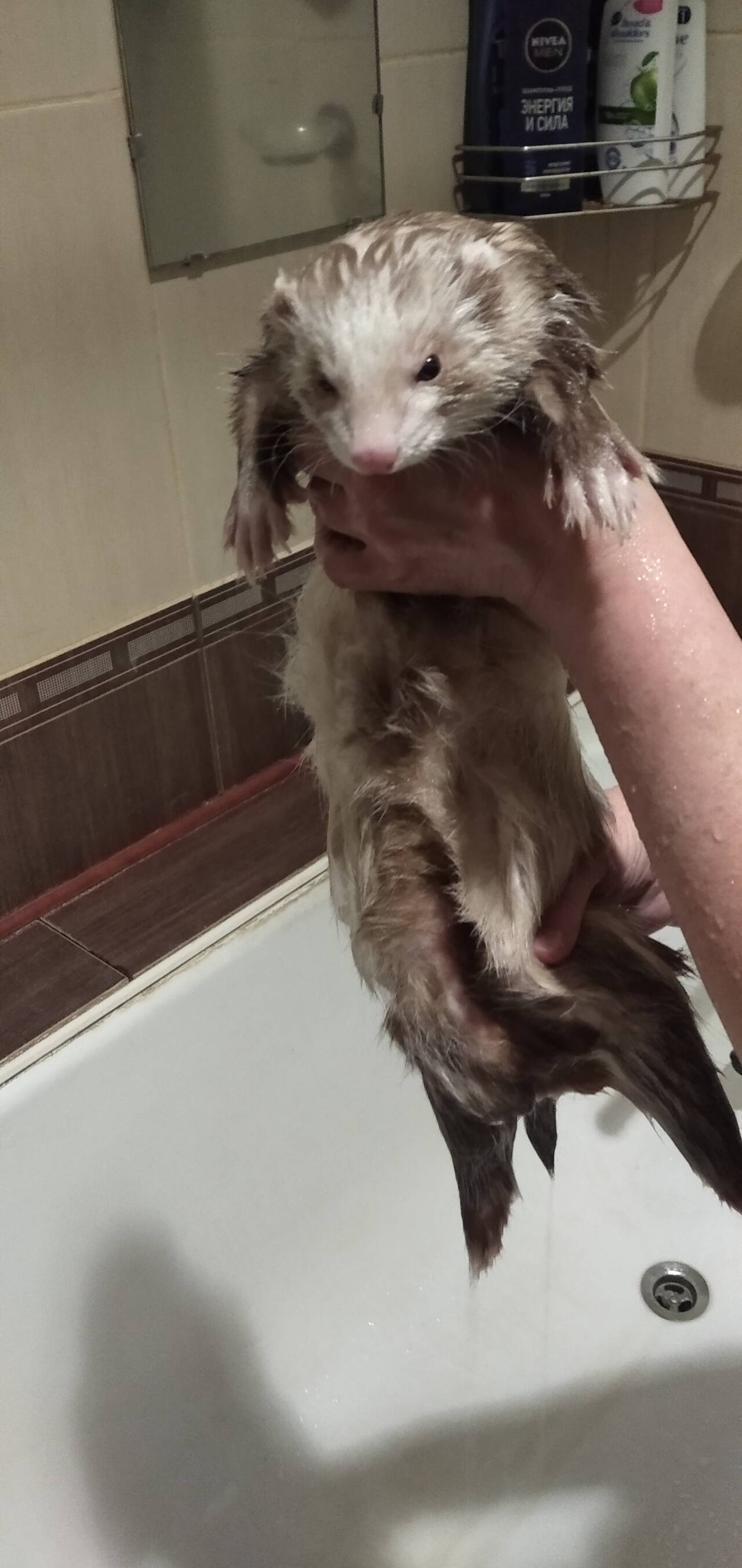 Передержка хорьков в Санкт-Петербурге фото 6 Услуги Санкт-Петербург Передержка хорьков в Санкт-Петербурге фото 6 Услуги Санкт-Петербург