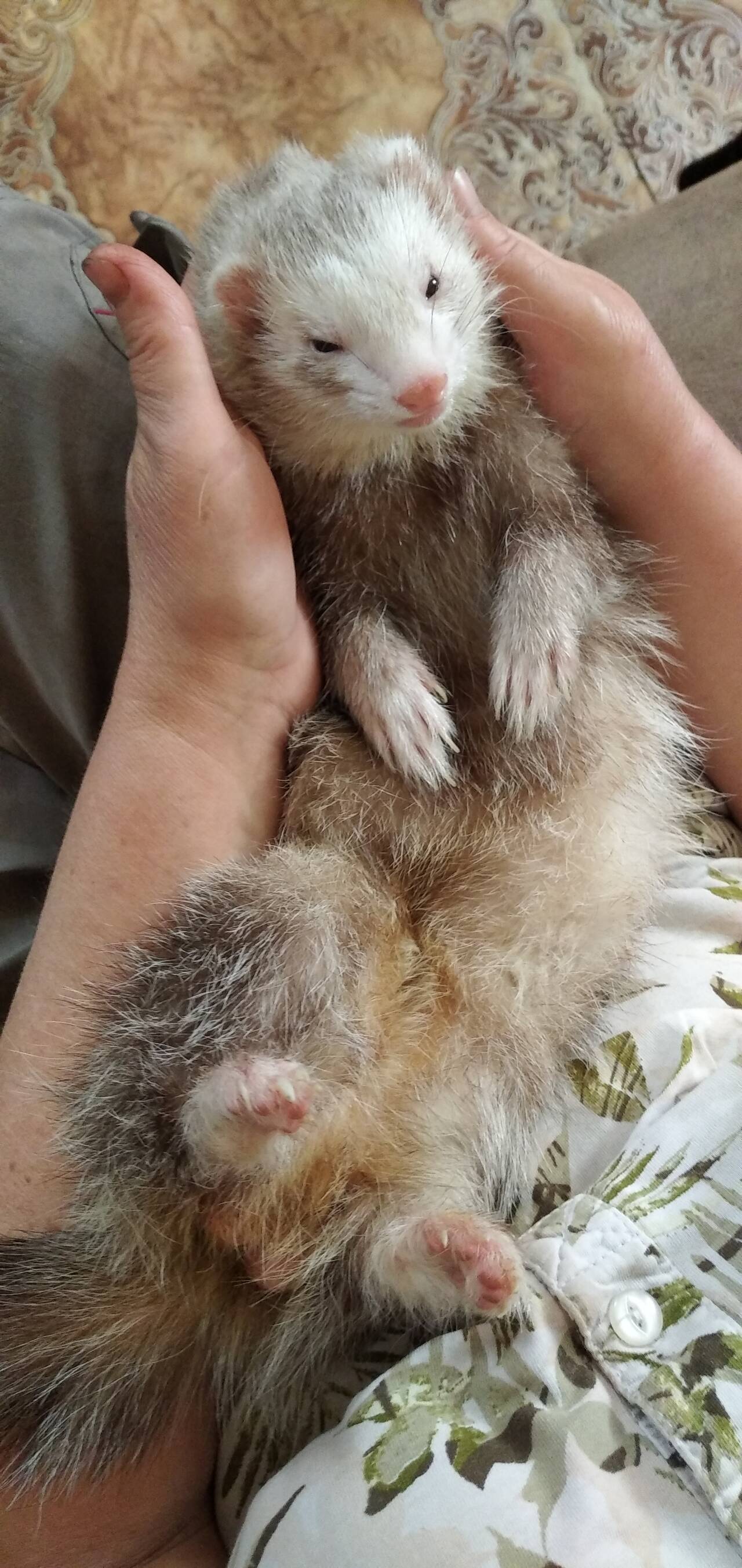 Передержка хорьков в Санкт-Петербурге фото 2 Услуги Санкт-Петербург Передержка хорьков в Санкт-Петербурге фото 2 Услуги Санкт-Петербург