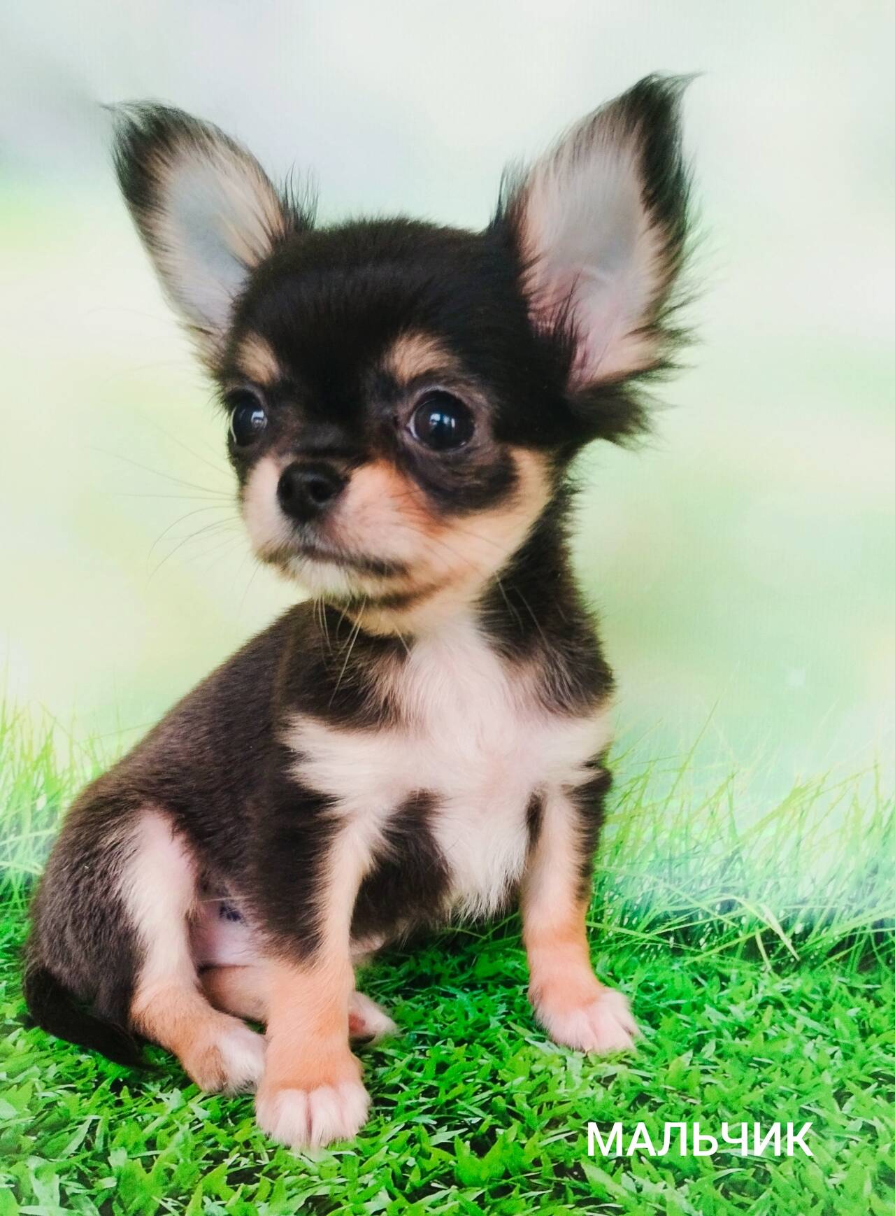 Щенки Чихуахуа в Москве фото 2 Услуги Москва
