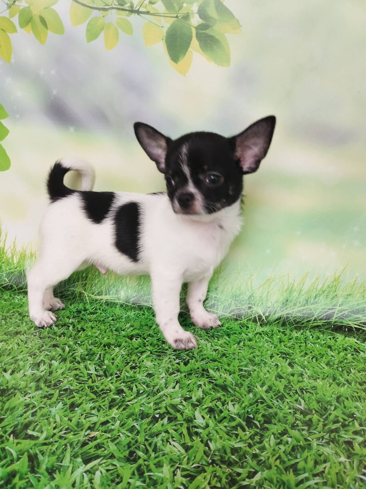 Щенки Чихуахуа Щенки Чихуахуа