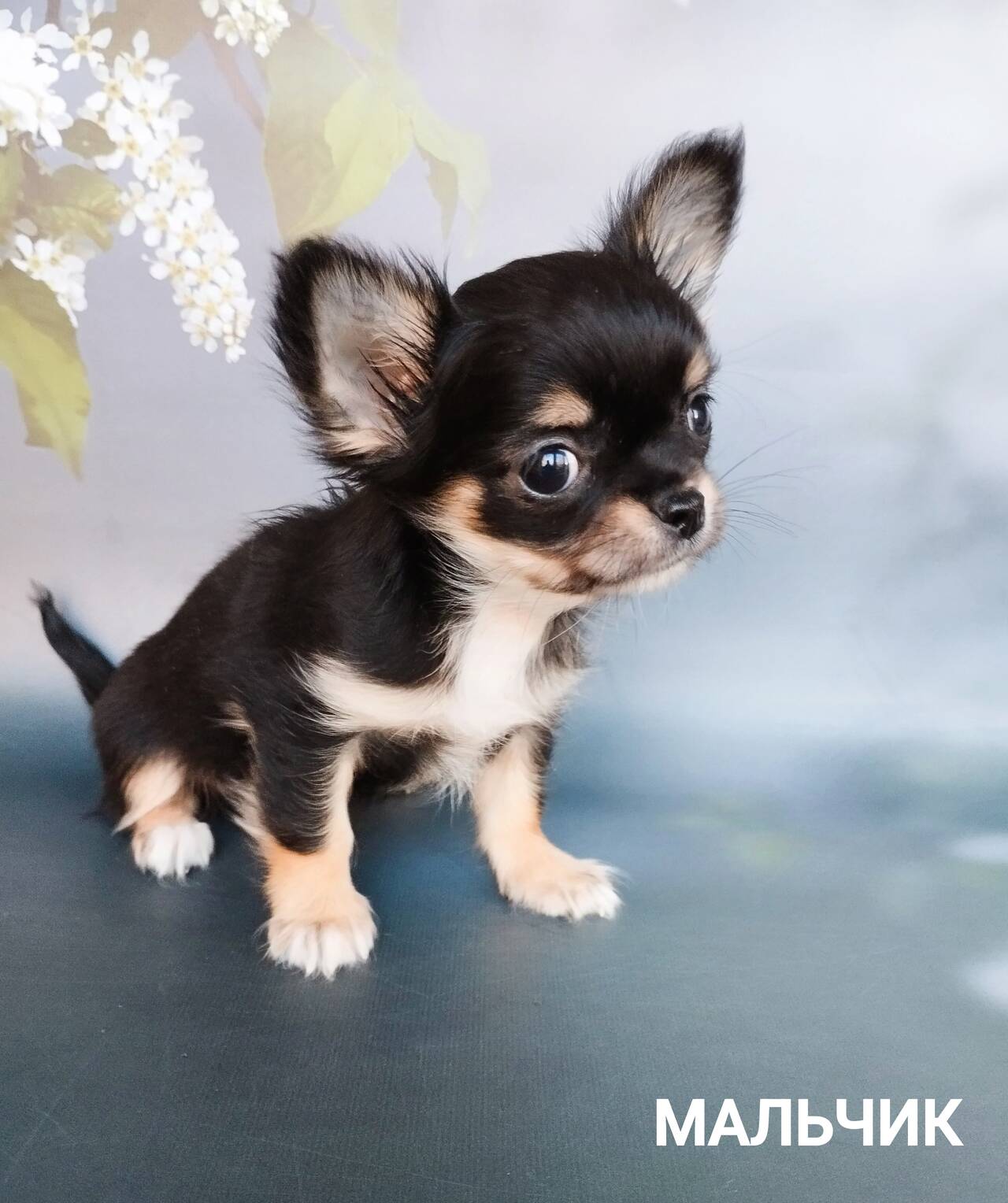 Щенки Чихуахуа в Москве фото 4 Услуги Москва