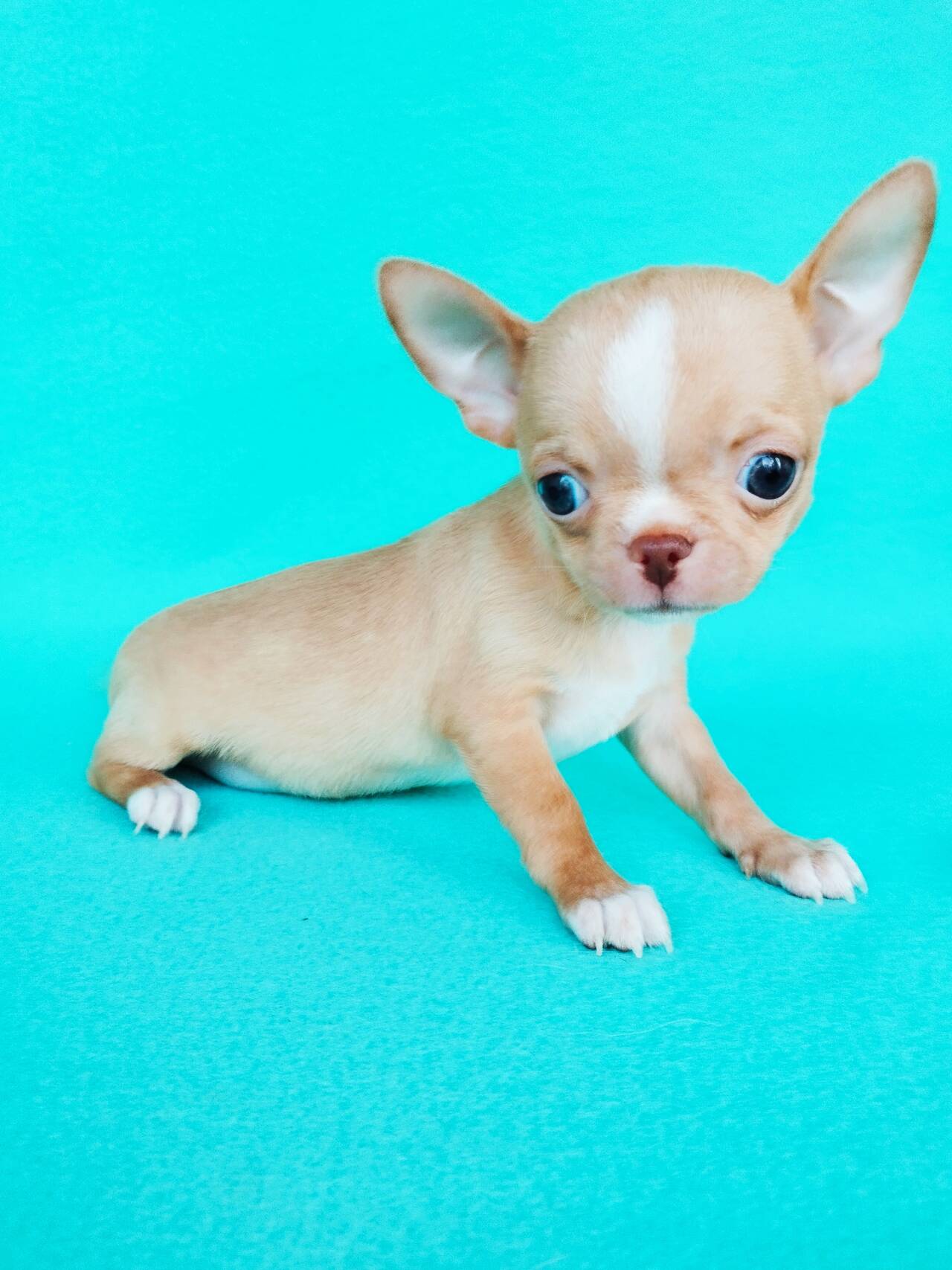 Щенки Чихуахуа в Москве фото 3 Услуги Москва