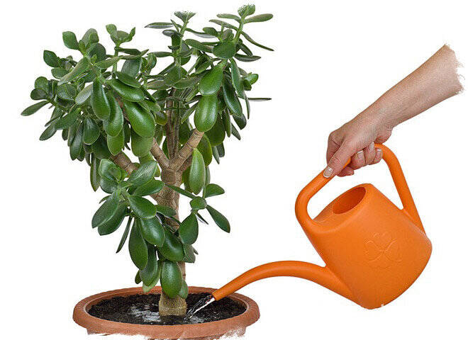 Денежное дерево, толстянка, крассула в Санкт-Петербурге фото 3 Для дома и дачи Санкт-Петербург