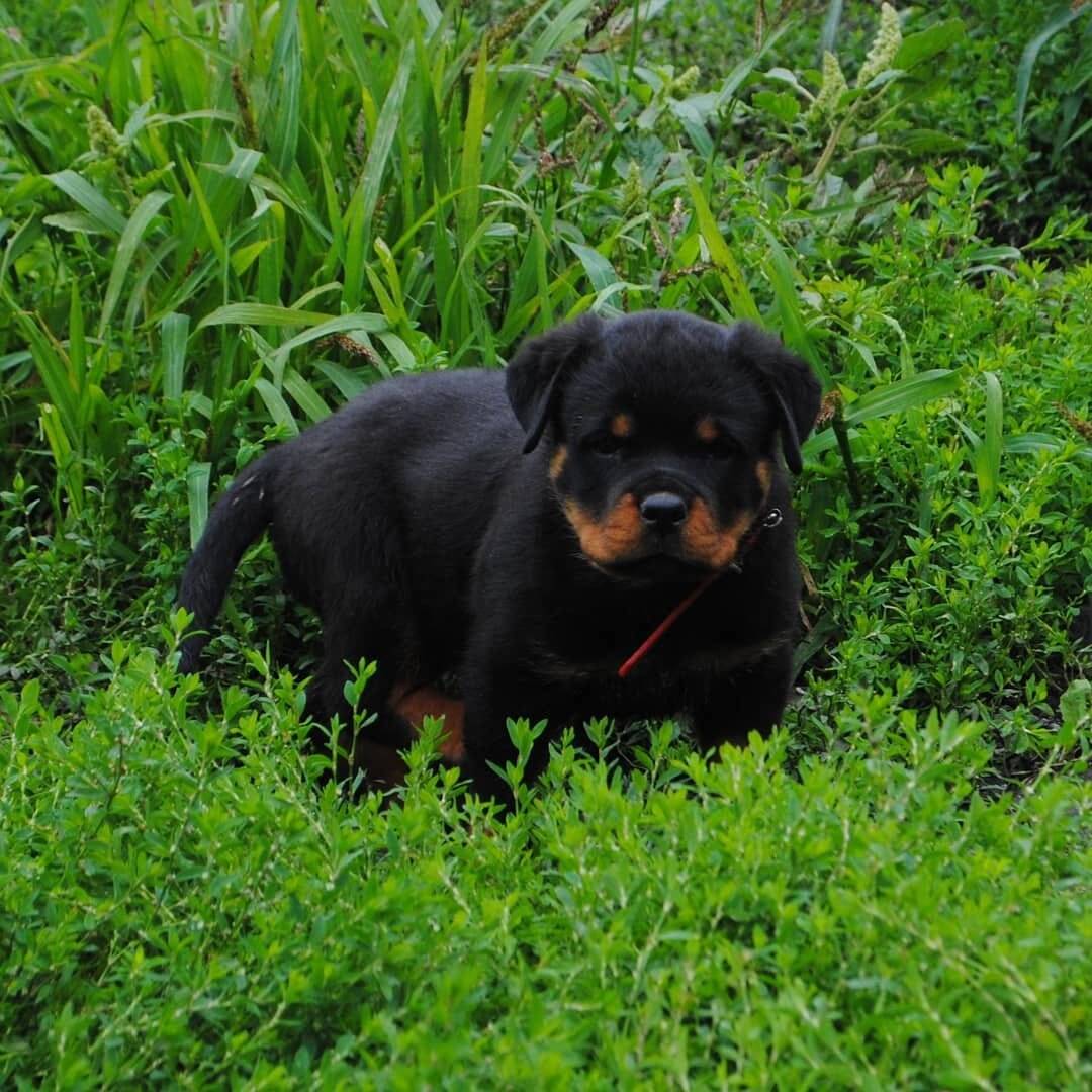 питомниковые щенки ротвейлера
