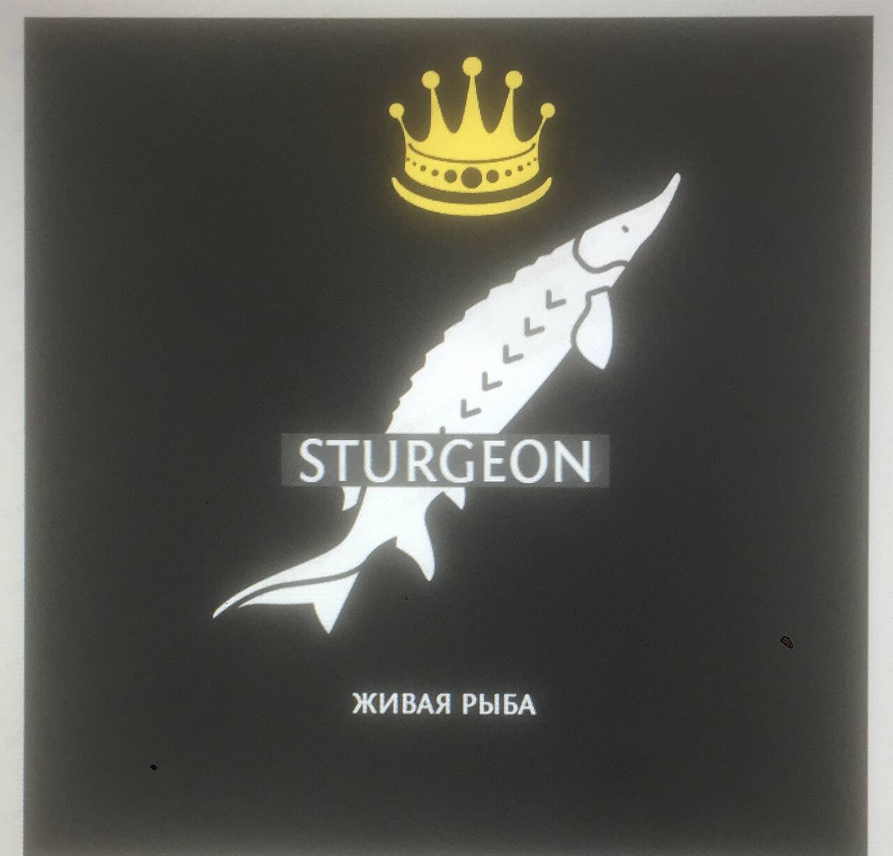 Живая Осетра  в Москве фото 5 Продукты питания Москва