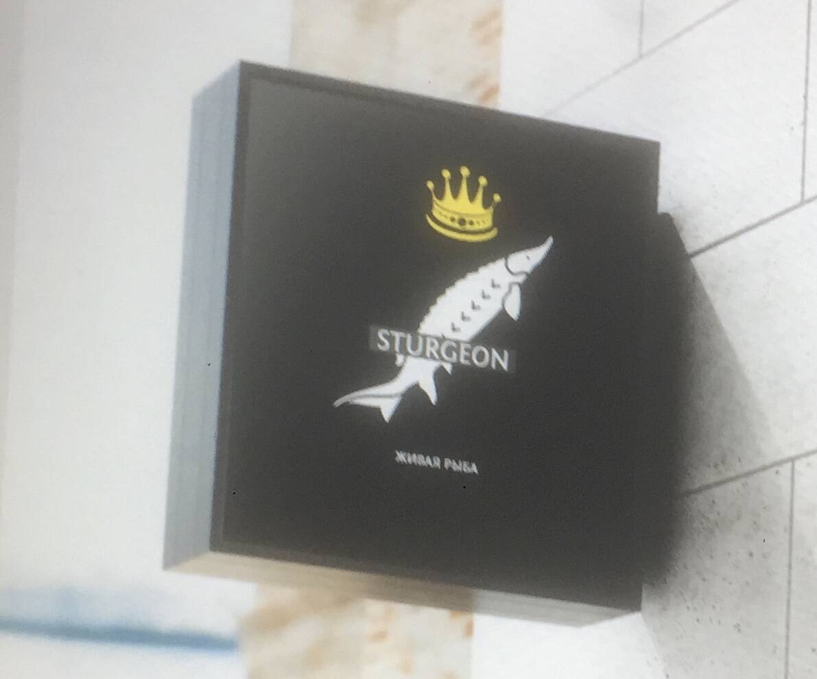 Живая Осетра  в Москве фото 7 Продукты питания Москва