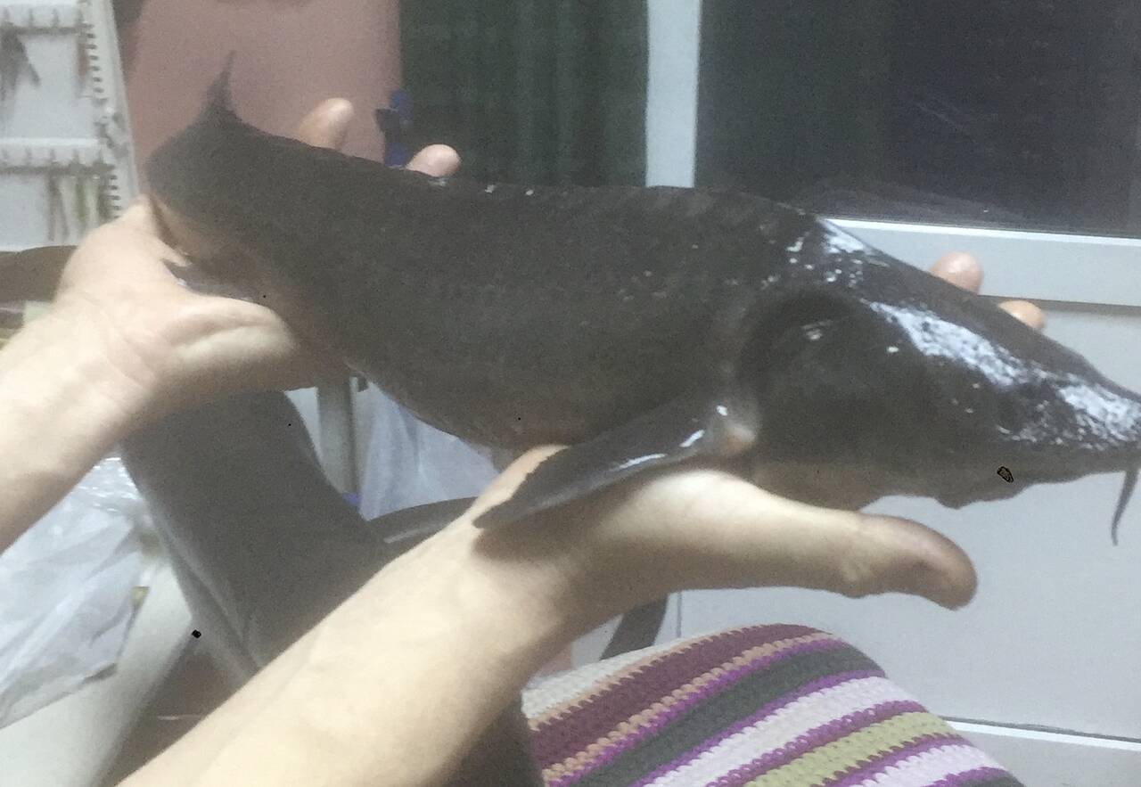 Живая Осетра  в Москве фото 4 Продукты питания Москва