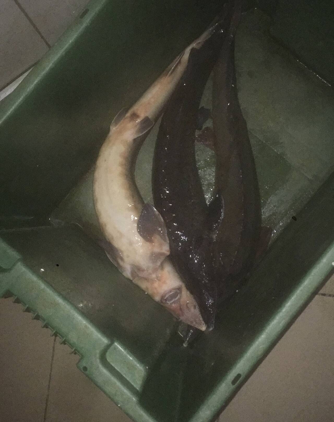 Живая Осетра  в Москве фото 3 Продукты питания Москва