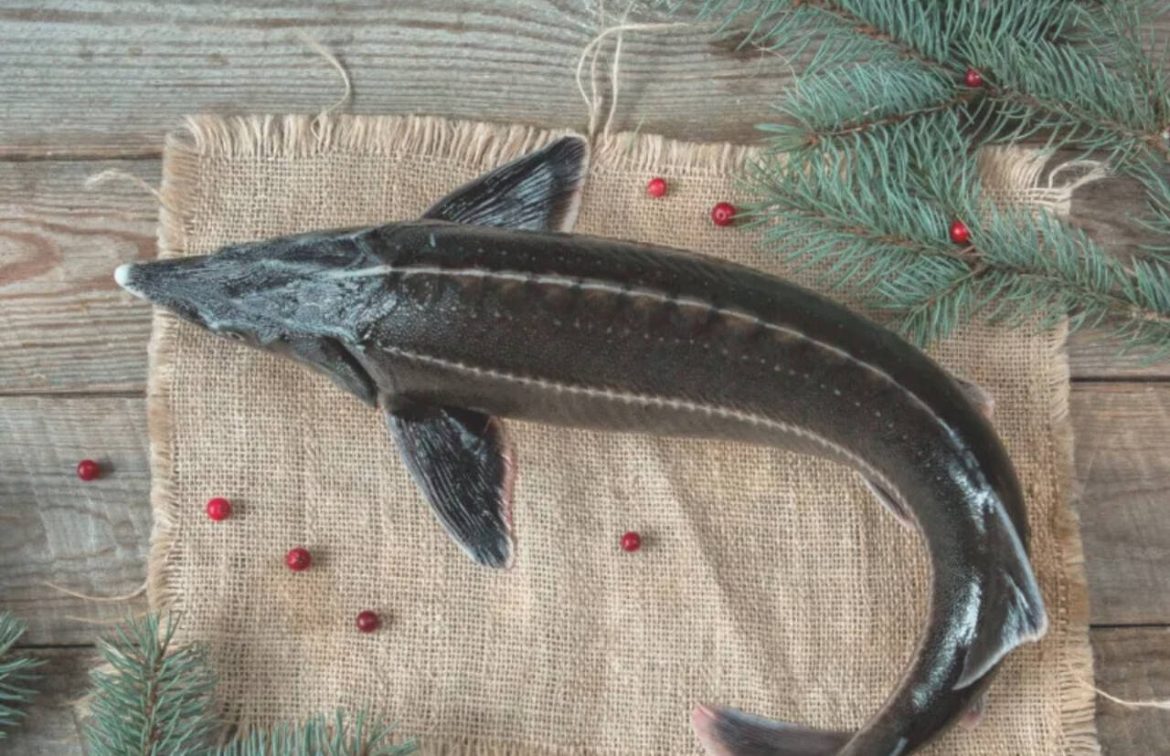 Живая Осетра  в Москве фото 1 Продукты питания Москва