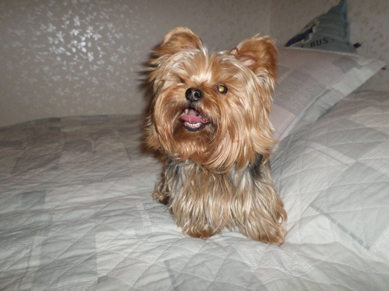 Вязка Йорков микро, мини и стандарт. в Санкт-Петербурге фото 2 Услуги Санкт-Петербург