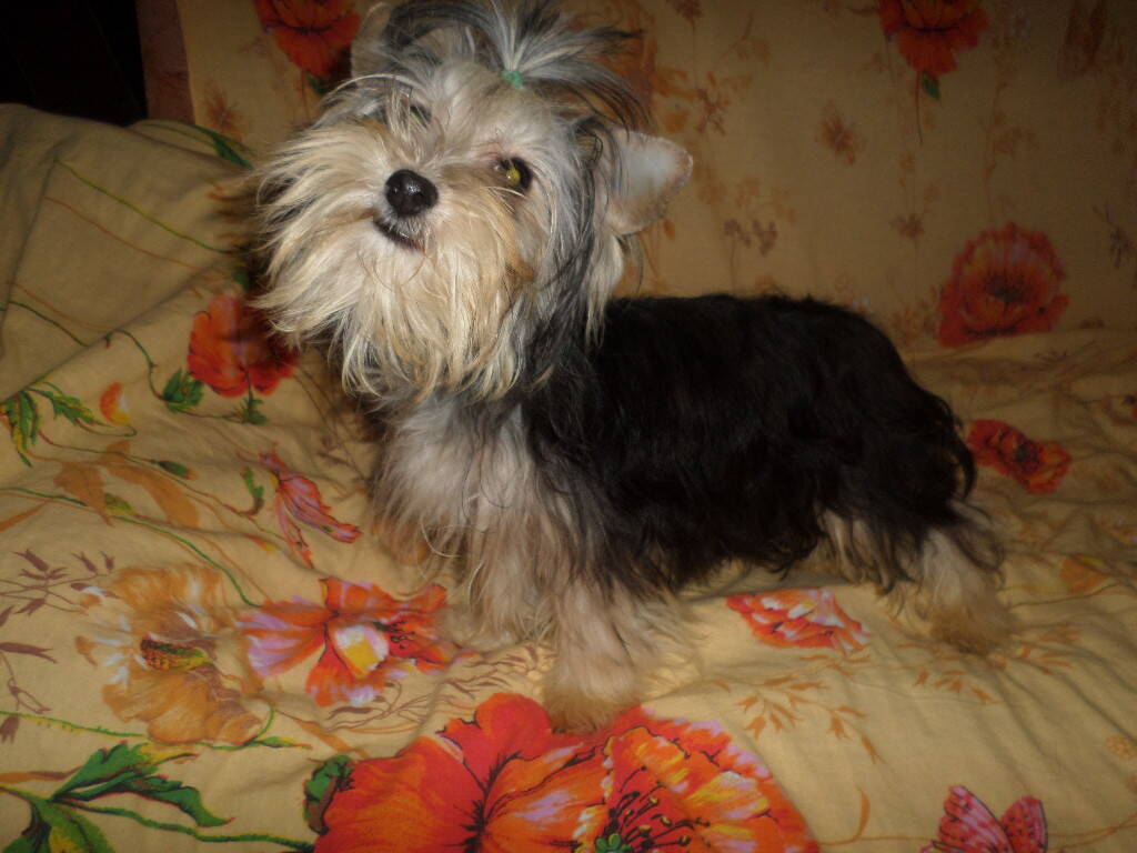 Вязка Йорков микро, мини и стандарт. в Санкт-Петербурге фото 3 Услуги Санкт-Петербург