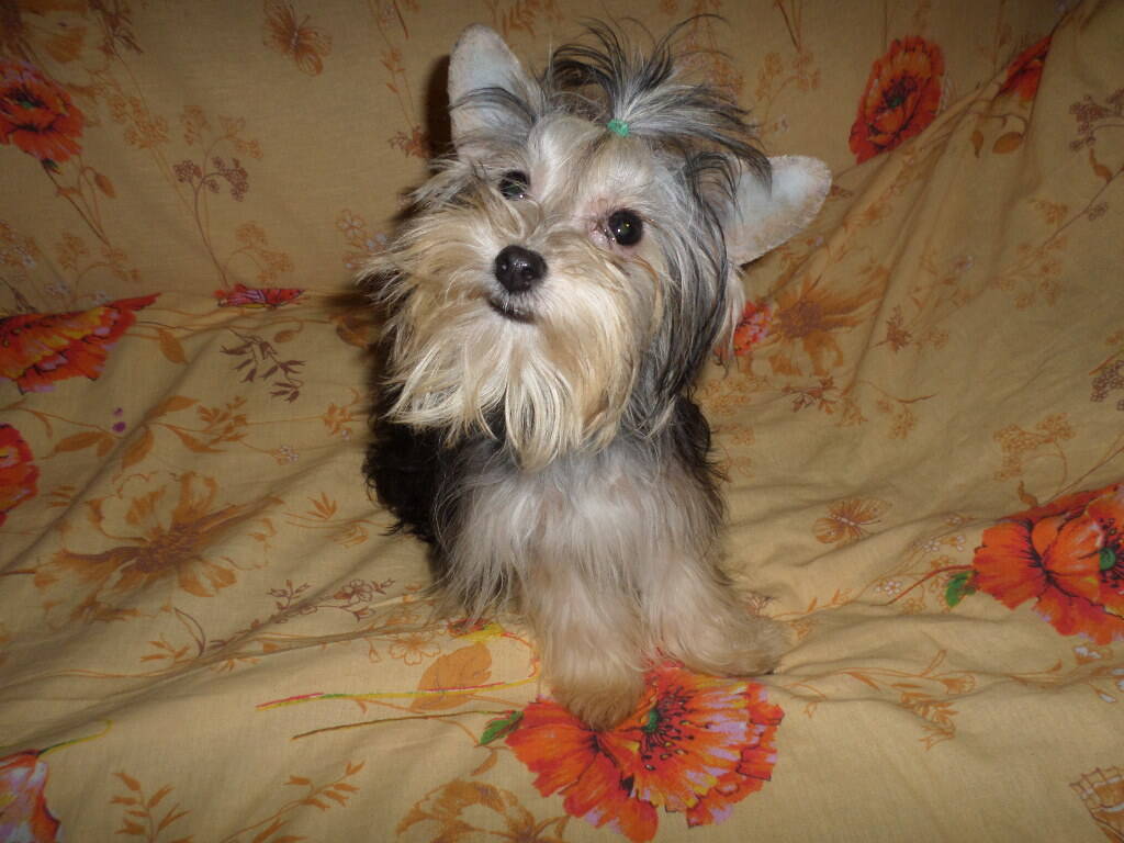 Вязка Йорков микро, мини и стандарт. в Санкт-Петербурге фото 4 Услуги Санкт-Петербург