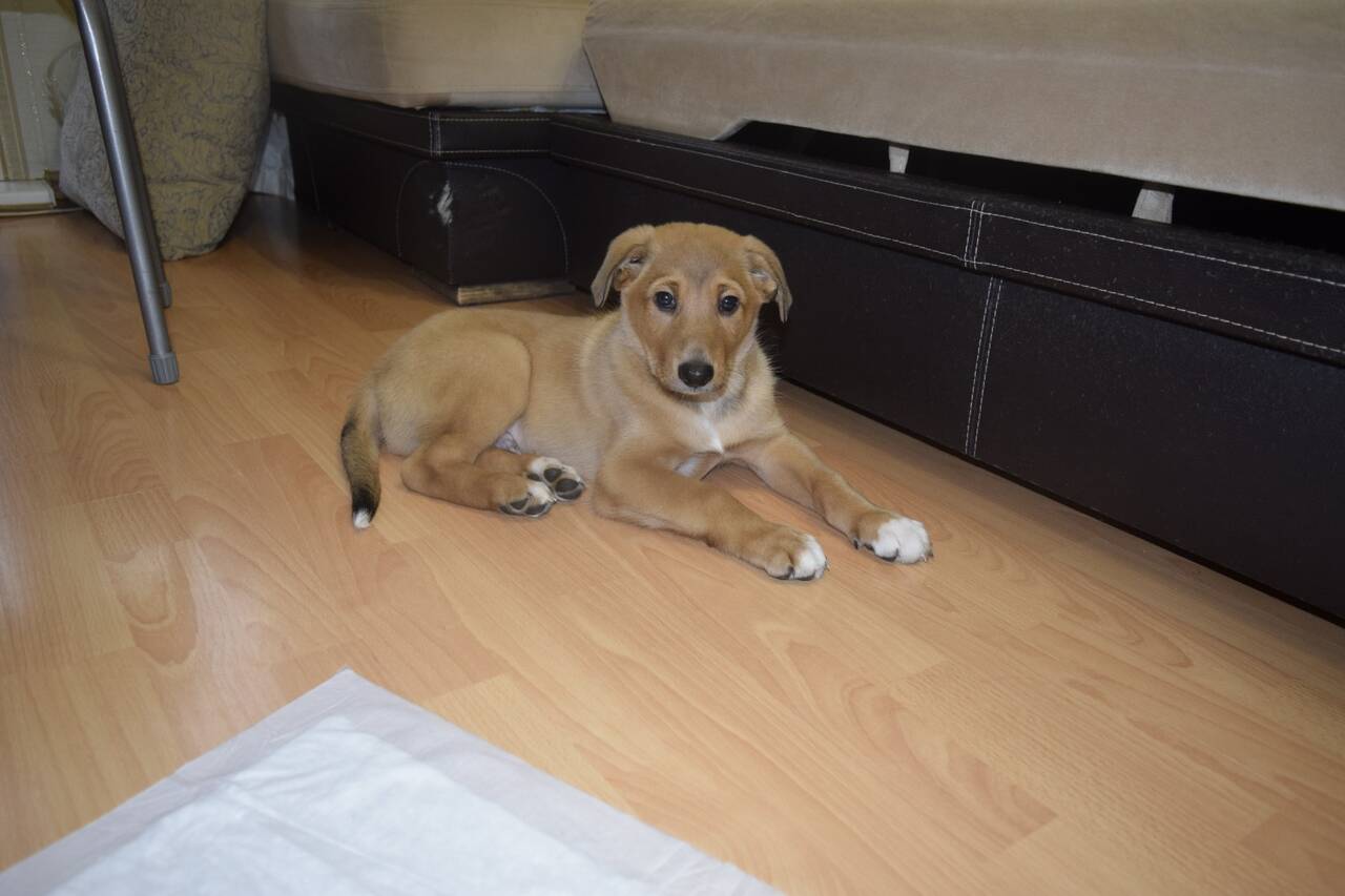 Самый Красивый мальчик Рокки ищет дом в Санкт-Петербурге фото 5 Услуги Санкт-Петербург