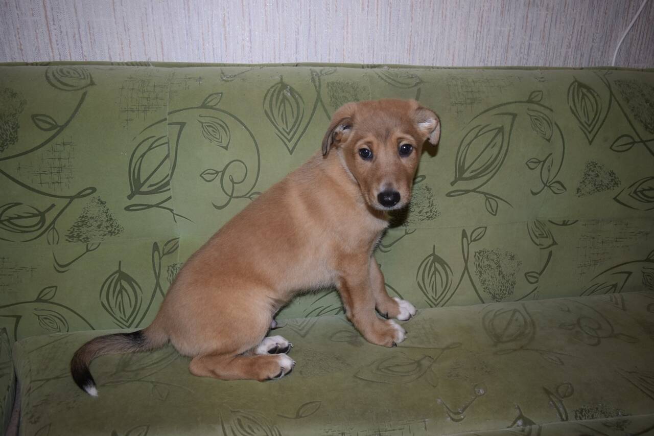 Самый Красивый мальчик Рокки ищет дом в Санкт-Петербурге фото 3 Услуги Санкт-Петербург