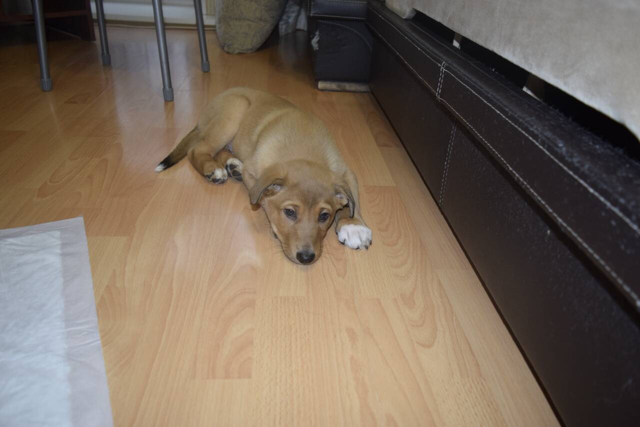 Самый Красивый мальчик Рокки ищет дом в Санкт-Петербурге фото 7 Услуги Санкт-Петербург