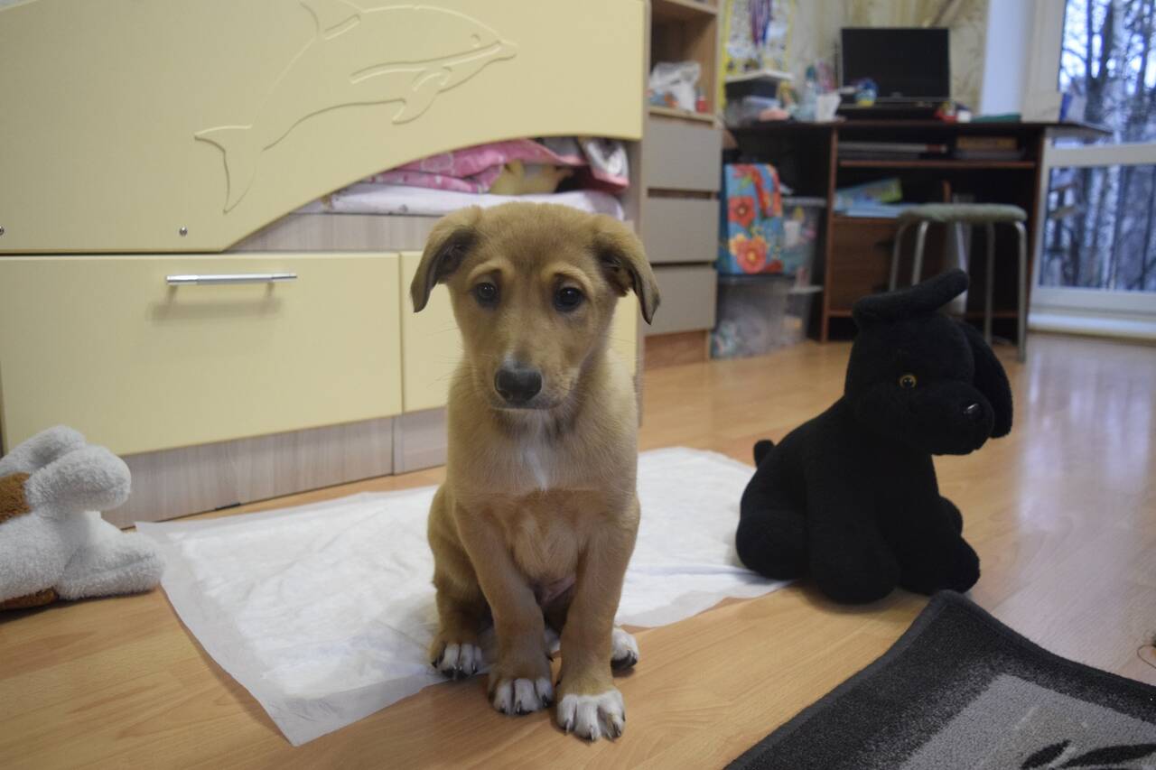 Самый Красивый мальчик Рокки ищет дом Самый Красивый мальчик Рокки ищет дом