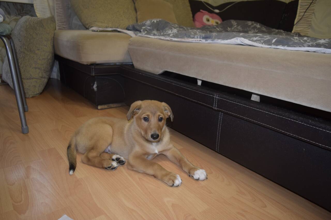 Самый Красивый мальчик Рокки ищет дом в Санкт-Петербурге фото 2 Услуги Санкт-Петербург