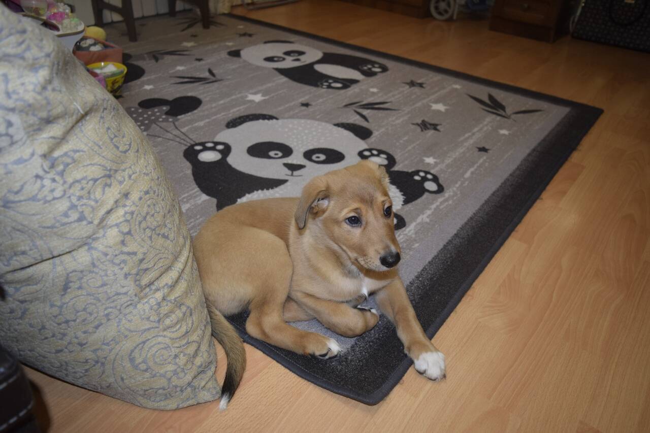 Самый Красивый мальчик Рокки ищет дом в Санкт-Петербурге фото 6 Услуги Санкт-Петербург