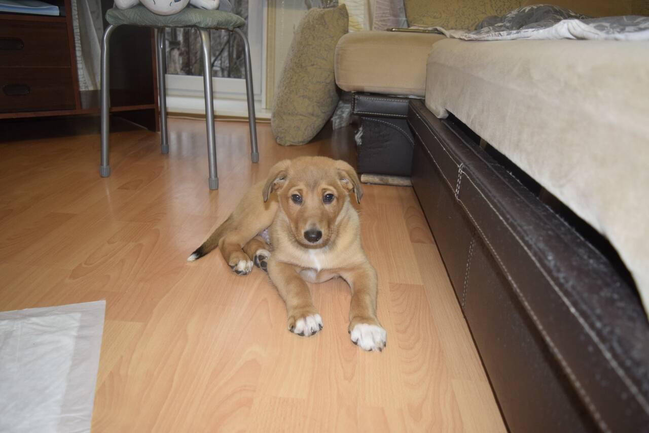 Самый Красивый мальчик Рокки ищет дом в Санкт-Петербурге фото 4 Услуги Санкт-Петербург