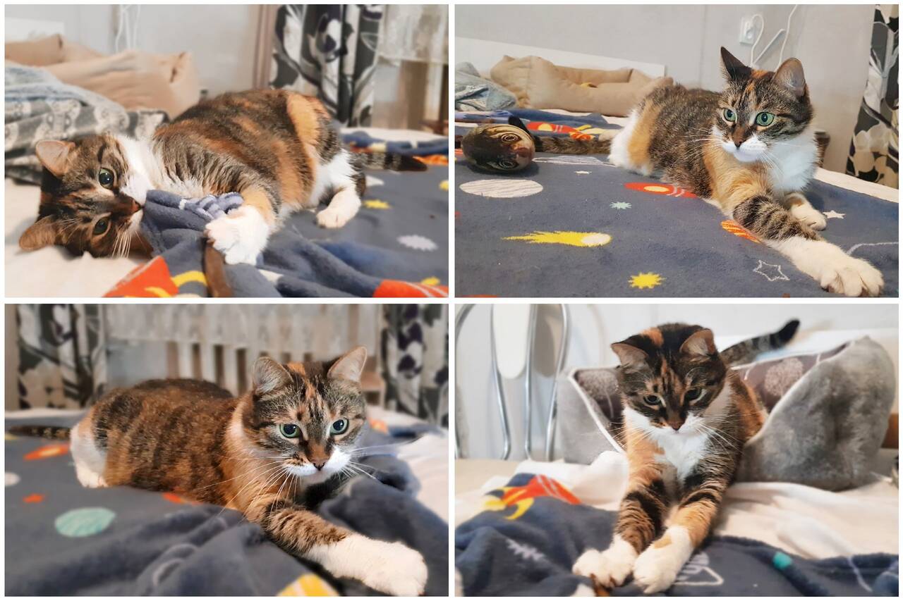 Ласковая трехцветная кошка Триша ищет добрую семью в Москве фото 7 Услуги Москва