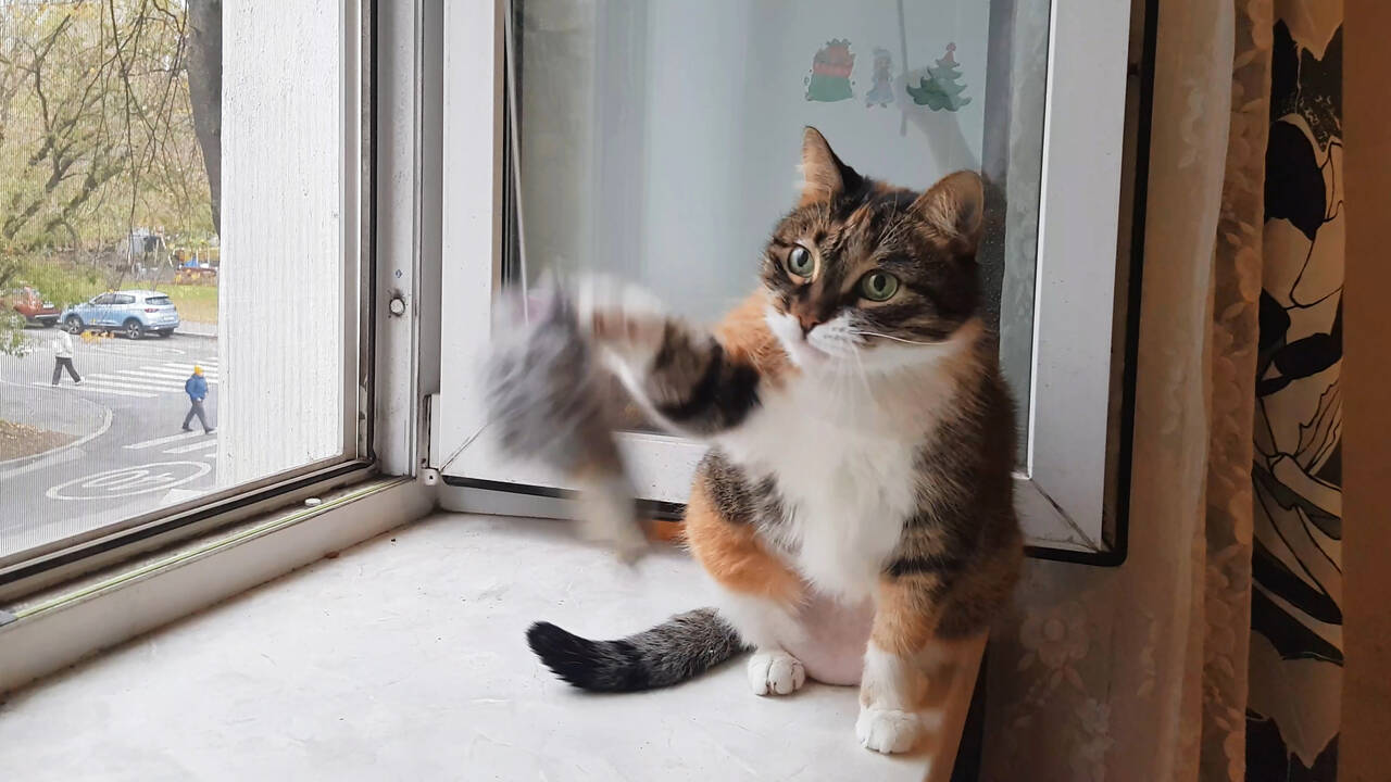 Ласковая трехцветная кошка Триша ищет добрую семью в Москве фото 5 Услуги Москва