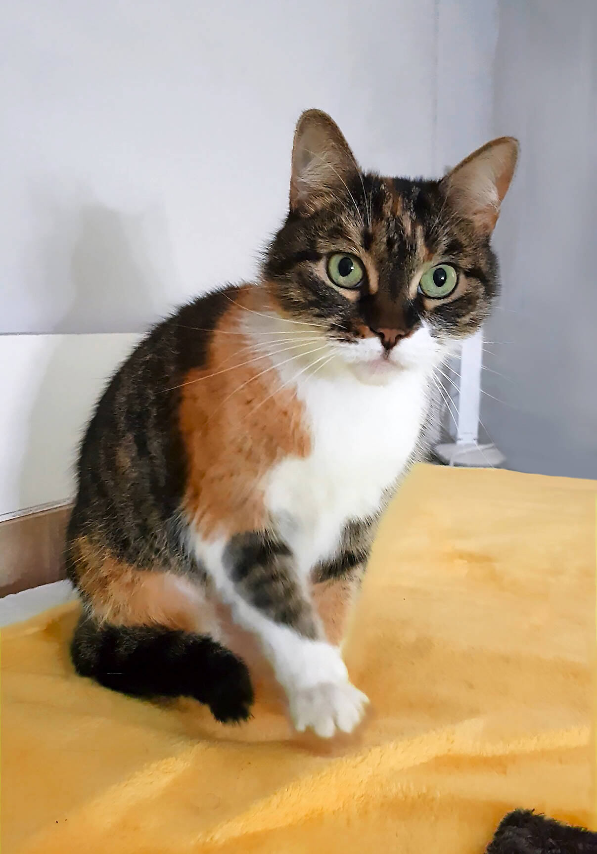 Ласковая трехцветная кошка Триша ищет добрую семью Ласковая трехцветная кошка Триша ищет добрую семью